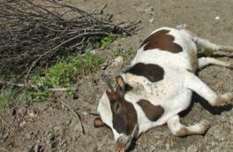 مرگ گاوهای حاشیه تالاب میانگران ایذه در پرده ای از ابهام