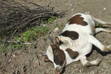 مرگ گاوهای حاشیه تالاب میانگران ایذه در پرده ای از ابهام