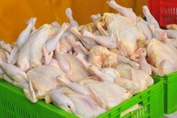 افزایش قیمت مرغ در بین کالاهای اساسی