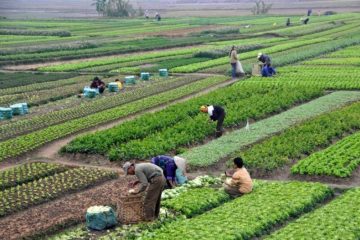 رشد ۱۰ برابری سرمایه‌گذاری کشاورزی آذربایجان‌شرقی در دولت امید
