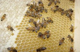 صادرات عسل و مربا از سراب ۱۲ درصد افزایش یافت