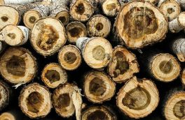 کشف بیش از یک هزار اصله چوب آلات قاچاق جنگلی