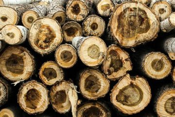 کشف بیش از یک هزار اصله چوب آلات قاچاق جنگلی