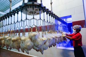 طرح ارتقای کیفیت بهداشتی گوشت مرغ در ۳۸ کشتارگاه کلید خورد