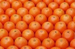 رنگ‌آمیزی پرتقال‌های نارس صحت ندارد