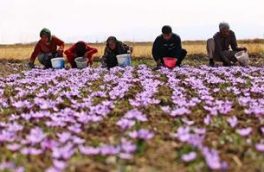 اولین و بزرگترین کارخانه نوآوری زعفران کشور در مشهد افتتاح شد
