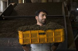 صادرات چهار هزار تن چای به کشورهای همسایه