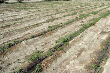 تنش‌ آبی و نگرانی از تداوم خشکسالی در استان اردبیل
