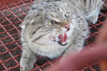 یک قلاده گربه وحشی به محیط زیست در هریس تحویل شد