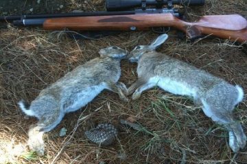 دو شکارچی متخلف شکار خرگوش در سراب دستگیر شدند