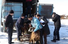 دام زنده در مناطق زلزله زده آذربایجان شرقی در میانه توزیع شد