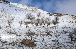 بارش نخستین برف زمستانی در عجب‌شیر موجب خوشحالی مردم شد