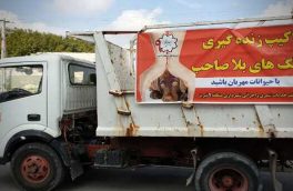 استفاده از دارو به صورت اور دوز و کشتن سگ بلاصاحب از سوی شهرداری تبریز صحت ندارد