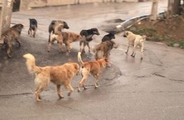 سگ‌های بلاصاحب در تبریز  بسیار زیاد شده‌اند