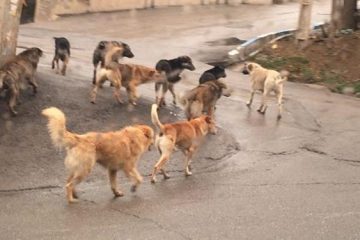 سگ‌های بلاصاحب در تبریز  بسیار زیاد شده‌اند