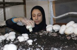 ۹ صندوق خرد زنان روستایی  در عجب شیر فعالیت دارد