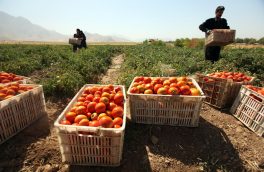 محصولات کشاورزی آذربایجان شرقی نشان حد مجاز آلایندگی دریافت می کنند