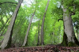 کاهش عوامل تخریب جنگل ها ومراتع در دو سال اخیر