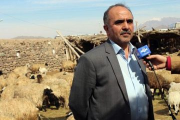منطقه یکانات بخش یامچی مرند، زیستگاه اصلی گوسفند نژاد ماکویی در آذربایجان شرقی