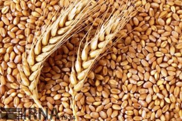 ۱۴هزار و ۵۰۰ تن بذر در استان آذربایجان شرقی  تولید شد