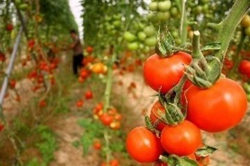 صادرات محصولات کشاورزی از آذربایجان شرقی ۴۰ درصد افزایش یافت