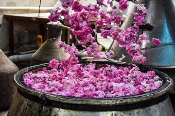 جشنواره گلابگیری امسال در کاشان برگزار نمیشود