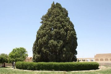 تکذیب آسیب دیدگی درخت سرو ۴۵۰۰ ساله ابرکوه
