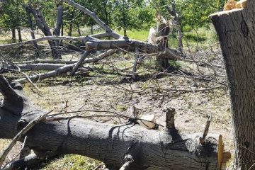 تکذیب قطع درختان ۵۰ ساله روستای بنادک سادات مهریز