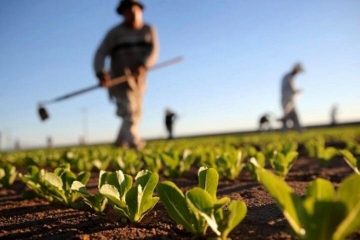 رونق اقتصاد حوزه کشاورزی در دوران پساکرونا حتمی است