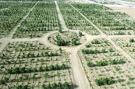 اجرای طرح کمربند سبز با درختکاری ۱۰۰ هکتاری در یزد/ ریزش ۴۴ درصدی افراد ثبت نامی در طرح ملی اقدام مسکن