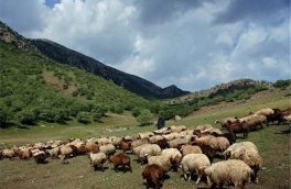 دام های عشایر از فردا مجاز به ورود مراتع غرب استان