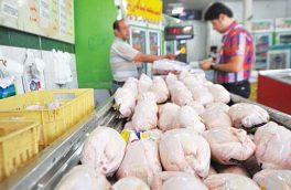 تولید حدود هشت هزار تن گوشت مرغ در ایرانشهر