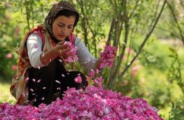 اشتغال ۲۵۰ هزار نفر روز در  زمینه  گلچینی کل محمدی در کاشان