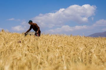 ضربه مهلک وسنگین کرونا به کشاورزی ودامداری استان یزد / کرونا ۲۱۰میلیارد تومان به کشاورزی ودامداری یزد خسارت زد