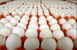 صادرات تخم مرغ از کاشان به خارج از کشور