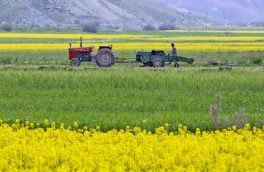 پرونده برداشت دانه روغنی کلزا در سال زراعی جاری ( ۹۸- ۹۹ ) استان بسته شد