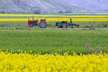 پرونده برداشت دانه روغنی کلزا در سال زراعی جاری ( ۹۸- ۹۹ ) استان بسته شد