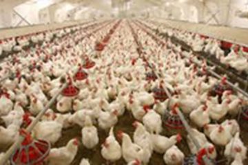 کمبود مرغ در بازار از طریق واردات تامین شود