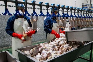 ایرانی ها دو برابر میانگین جهانی مرغ می خورند