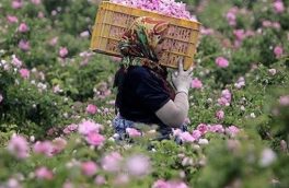 تولید ۱۱ هزار تن گل محمدی در شهرستان کاشان