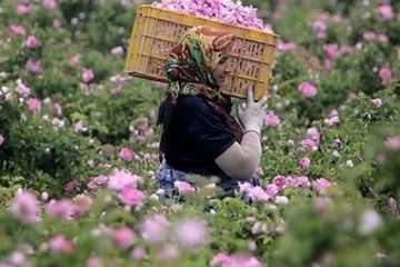 تولید ۱۱ هزار تن گل محمدی در شهرستان کاشان
