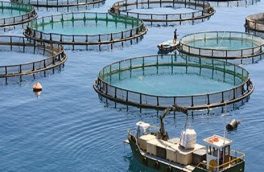 پرورش ماهی در قفس؛ چشم انتظار حمایت مسوولان برای صادراتی شدن