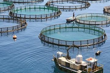 پرورش ماهی در قفس؛ چشم انتظار حمایت مسوولان برای صادراتی شدن