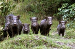 هشت راس خوک وحشی از کانال آبرسانی سد آیدوغموش میانه نجات یافتند