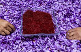 پیش بینی تولید ۲۱ تن زعفران به ارزش ۲ هزار و ۴۰۰ میلیارد ریال در خراسان شمالی