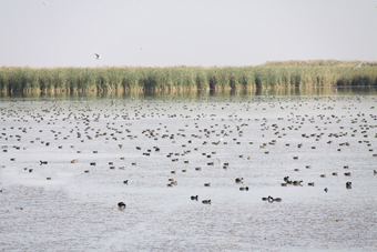 زیستگاه‌های آبی آذربایجان غربی  میزبان ۷۰ هزار بال پرنده آبزی و کنارآبزی شد