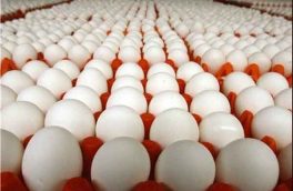 تولید تخم‌مرغ به اندازه کافی در کشور انجام می‌شود