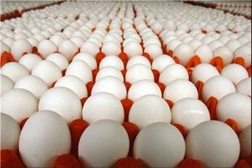 تولید تخم‌مرغ به اندازه کافی در کشور انجام می‌شود