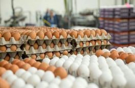 بهای هر شانه تخم مرغ طی هفته گذشته به طور متوسط ۳۰۰۰ تومان کاهش یافت