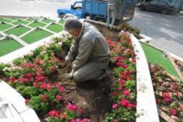 کاشت یک میلیون بوته گل‌های فصلی درمنطقه آزاد ارس